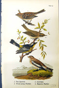 Old Print Tree Sparrow Snowflake Worm-Eating Warbler Mangolia Birds 1890 19th