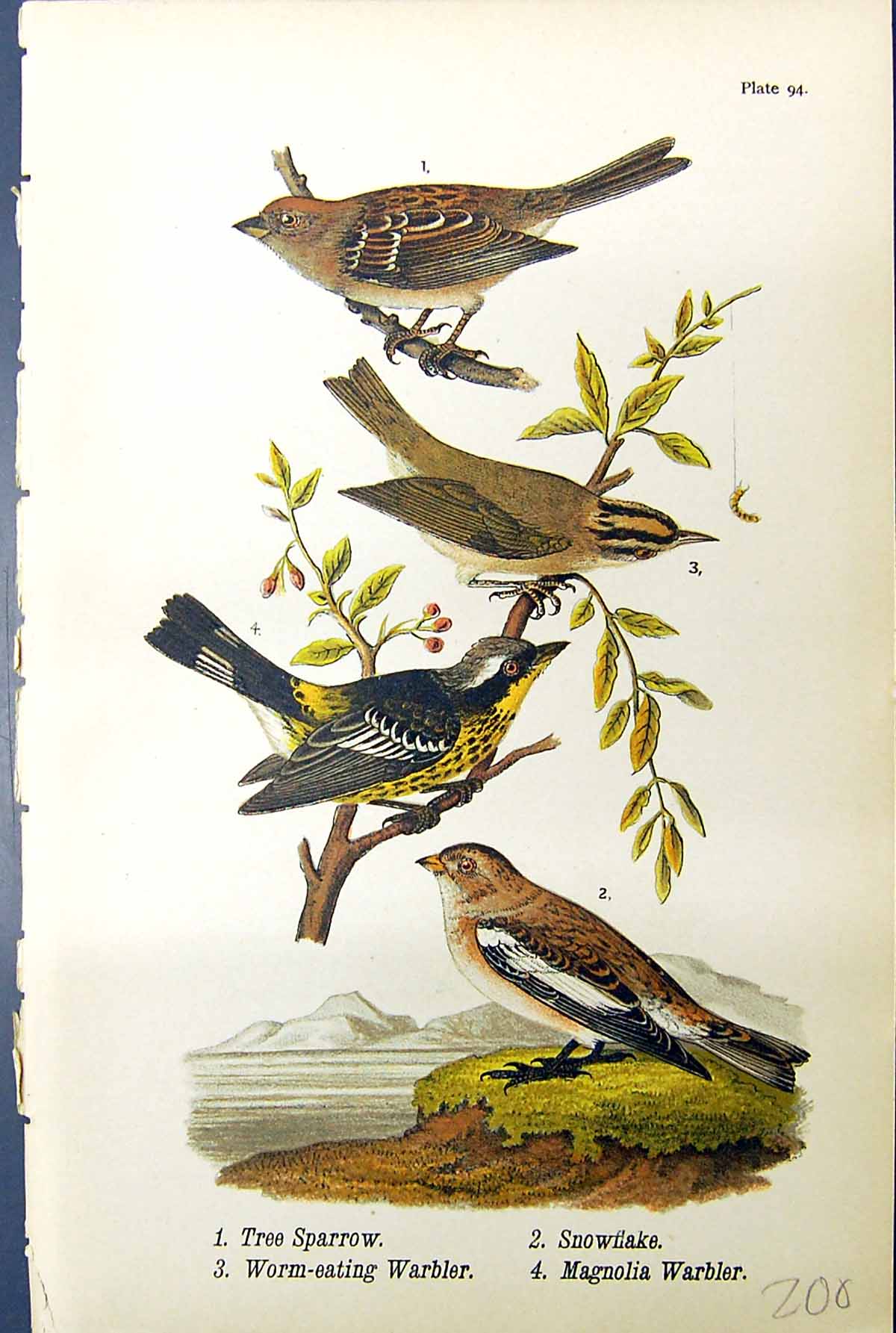 Old Print Tree Sparrow Snowflake Worm-Eating Warbler Mangolia Birds 1890 19th
