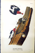 Antique Old Print Red-Headed Woodpecker Male Female Young Birds Warren 1890