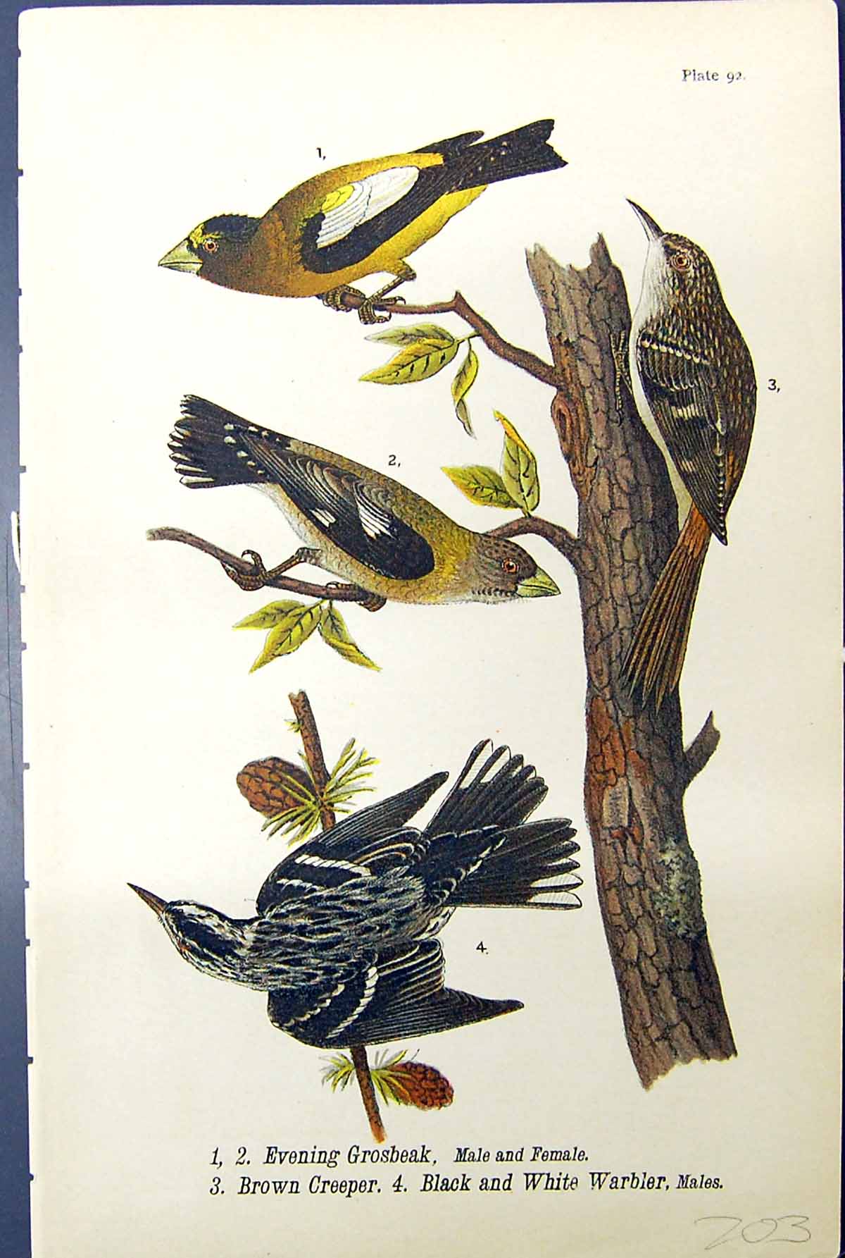 Antique Print Black White Warbler Brown Creeper Evening Grosbeak Birds 1890