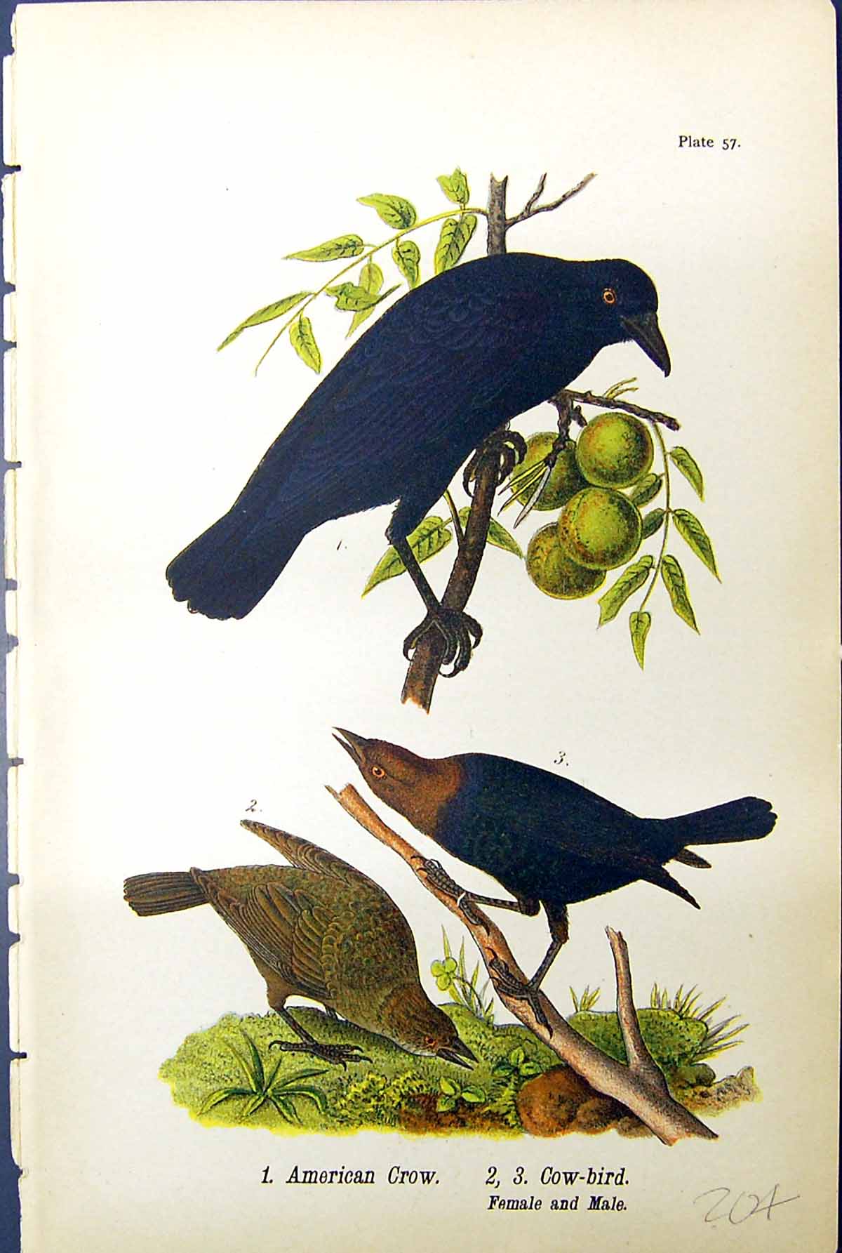 Antique Old Print American Crow Cow-Bird Female Male Birds Warren Colour 1890