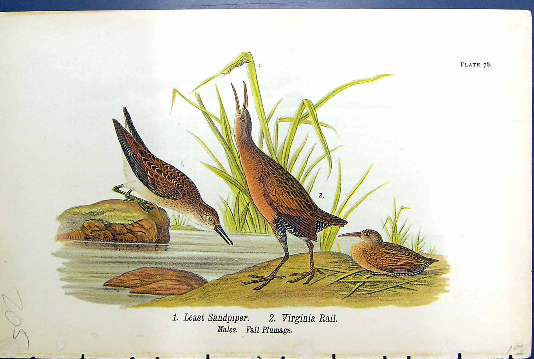 Old Birds Warren 1890 Least Sandpiper Virginia Rail Males Fall Plumag Victorian