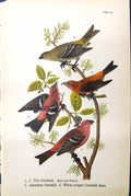Old Print Pine Grosbeak American Crossbill White-Winged Birds Warren 1890 19th