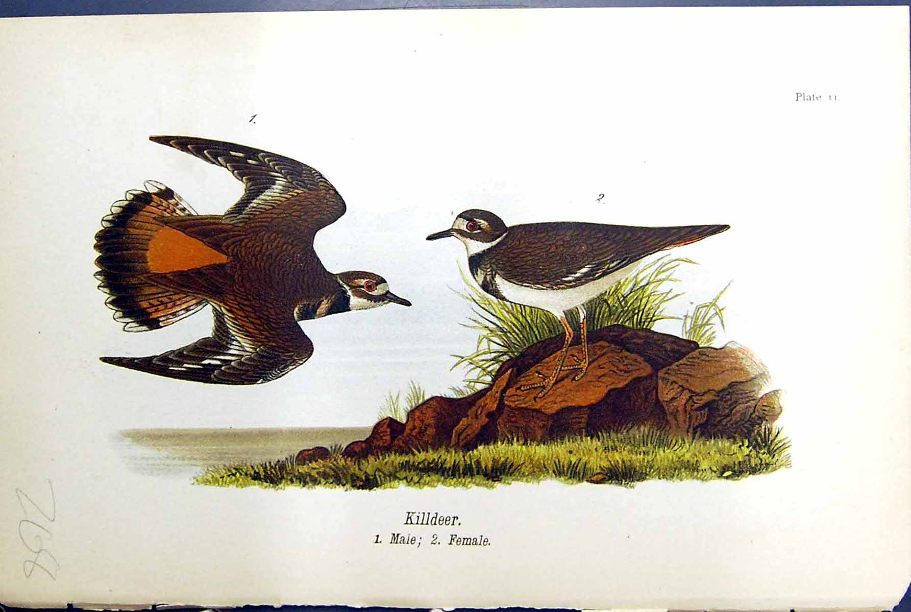 Original Old Antique Print Birds Warren Colour 1890 Killdeer Male Female Nature