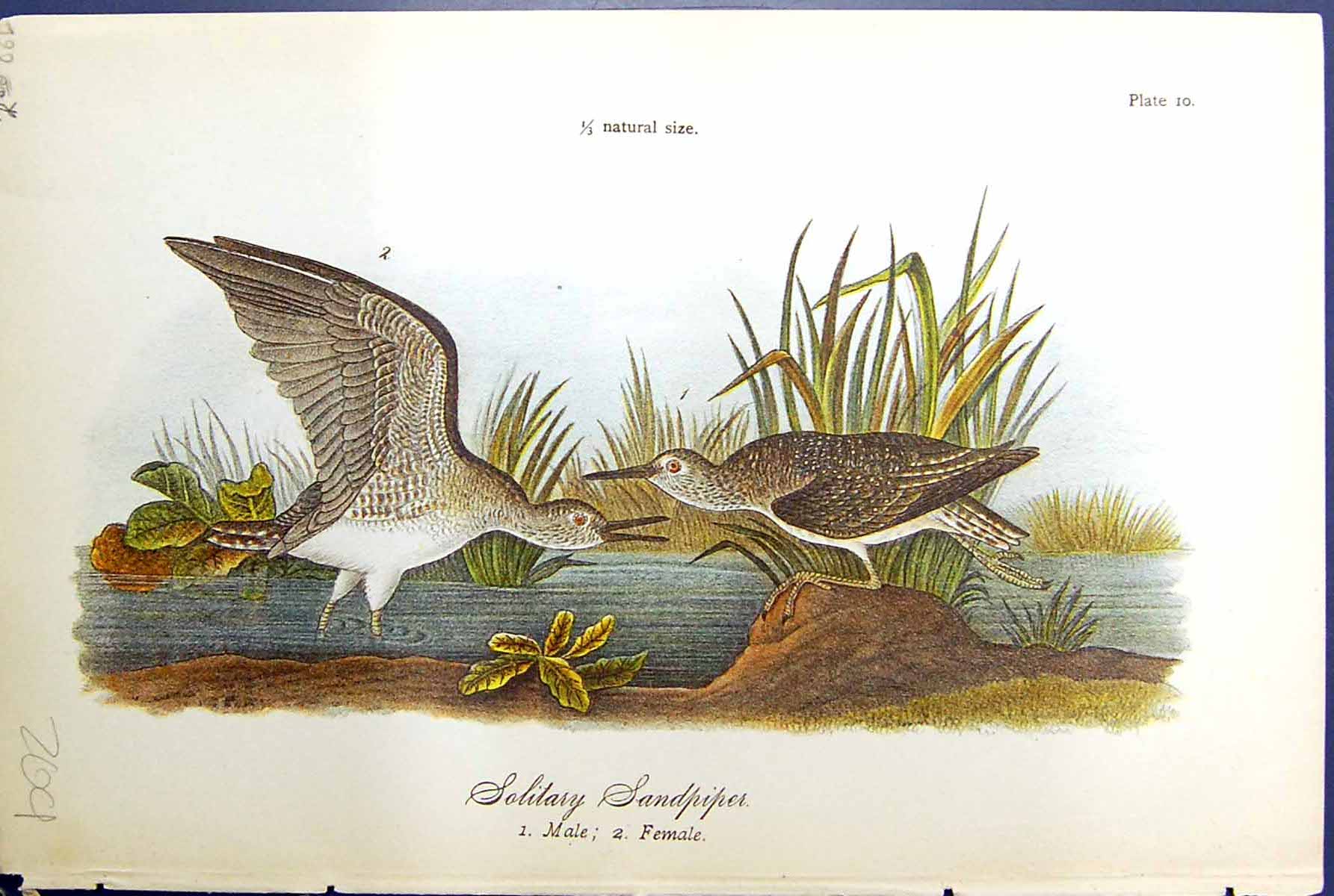 Antique Print Solitary Sandpiper Male Female Birds Warren Colour 1890 Ref.5