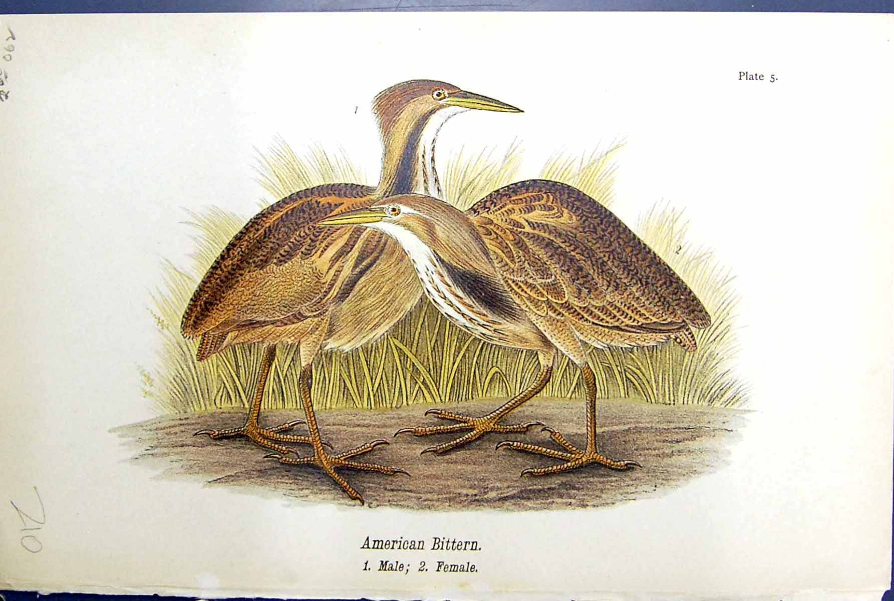 Antique Old Print American Bittern Male Female Birds Warren Colour 1890 Ref.4