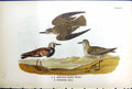 Antique Print Birds Warren Colour 1890 American Gen Plover Turnstone Males 19th