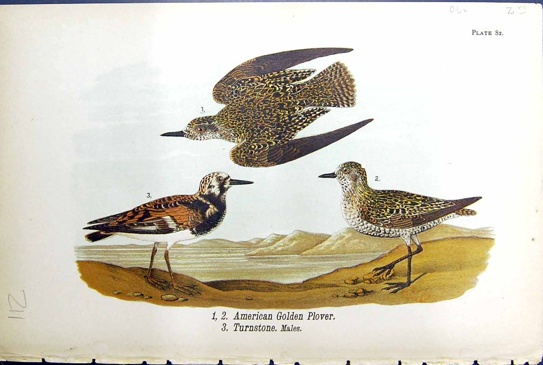 Antique Print Birds Warren Colour 1890 American Gen Plover Turnstone Males 19th