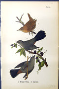 Original Old Antique Print Winter Wren Cat-Bird Birds Warren Colour 1890 19th