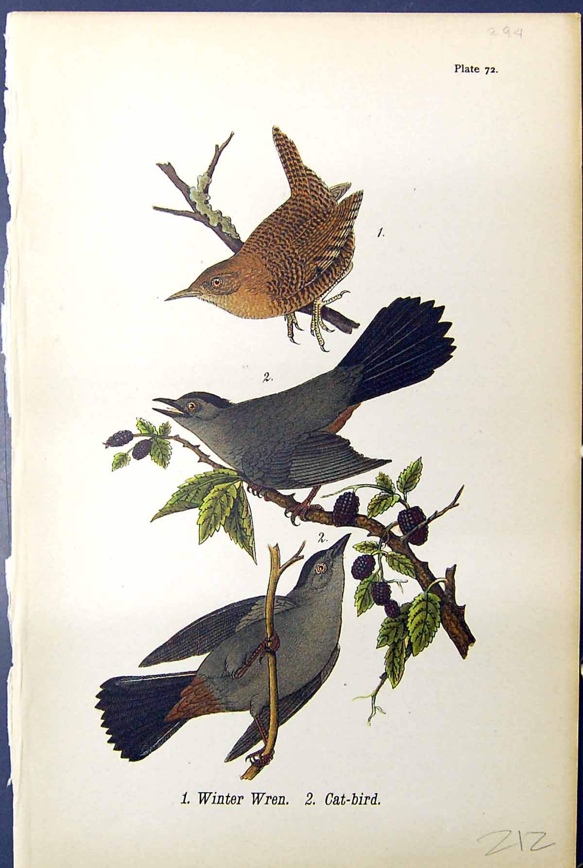 Original Old Antique Print Winter Wren Cat-Bird Birds Warren Colour 1890 19th