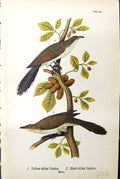Old Print Yellow-Billed Cuckoo Black-Billed Males Birds Warren 1890 Ref.2 19th
