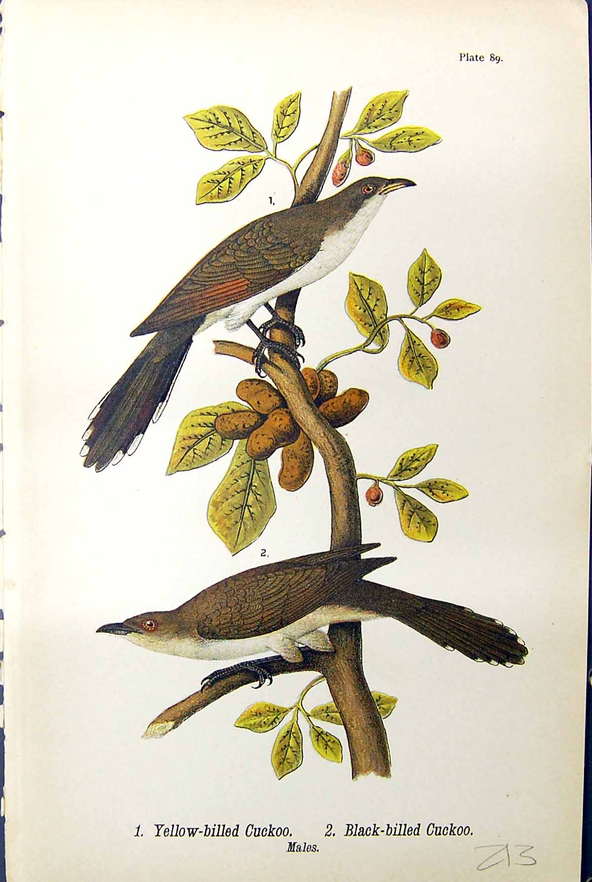 Old Print Yellow-Billed Cuckoo Black-Billed Males Birds Warren 1890 Ref.2 19th