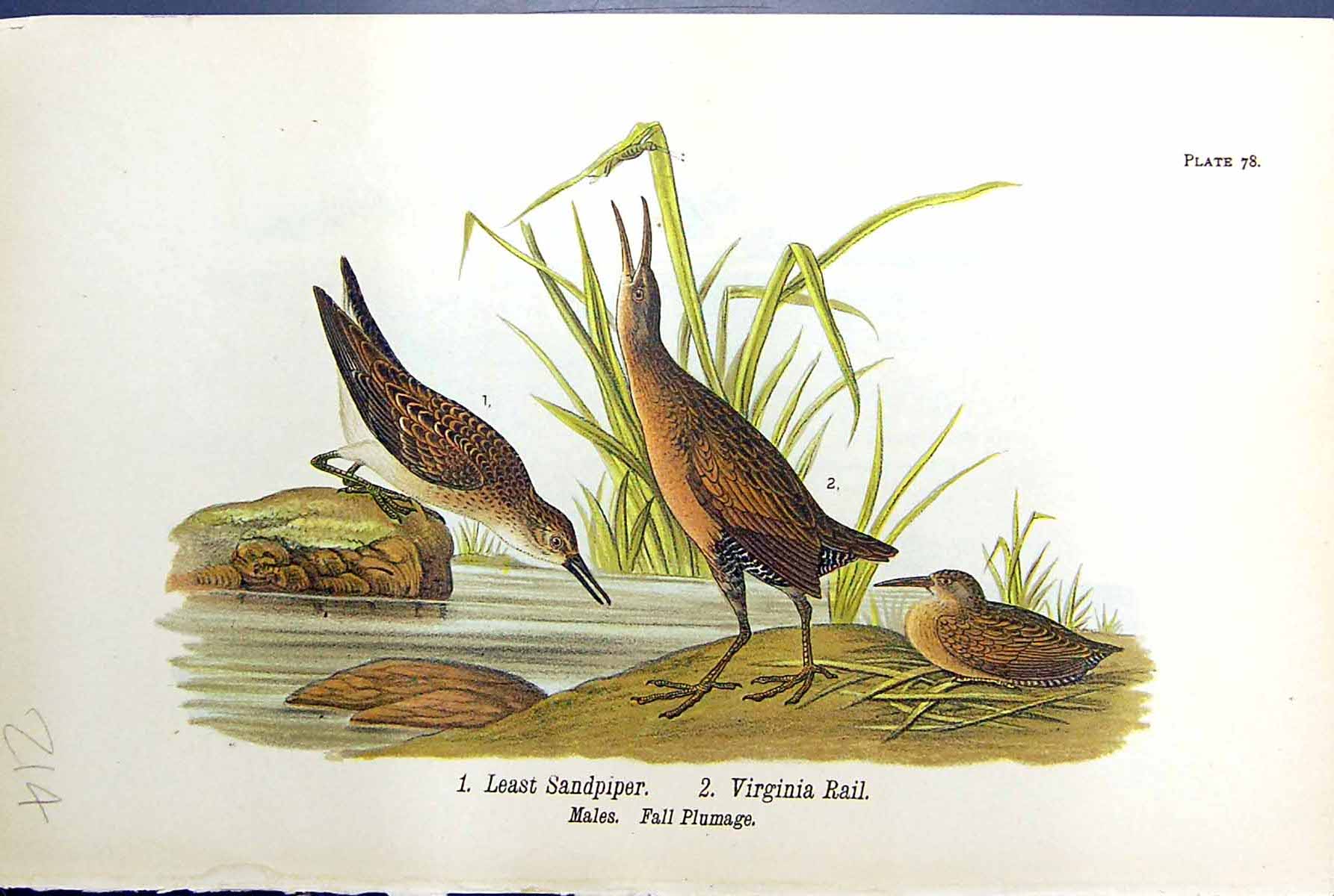 Antique Print Birds Warren 1890 Least Sandpiper Virginia Rail Males Plumage