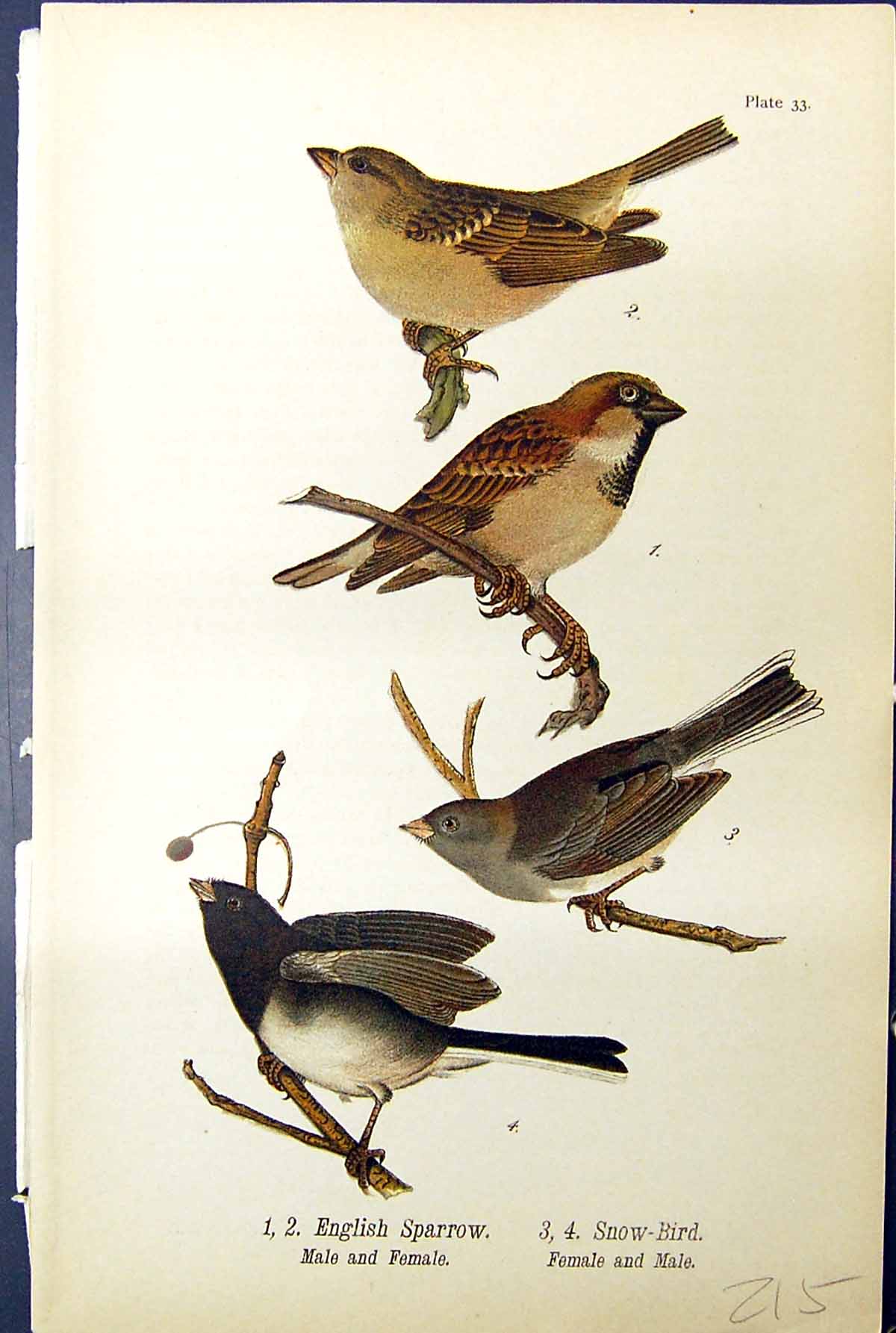 Old Print English Sparrow Snow-Bird Male Female Birds Warren Colour 1890 19th