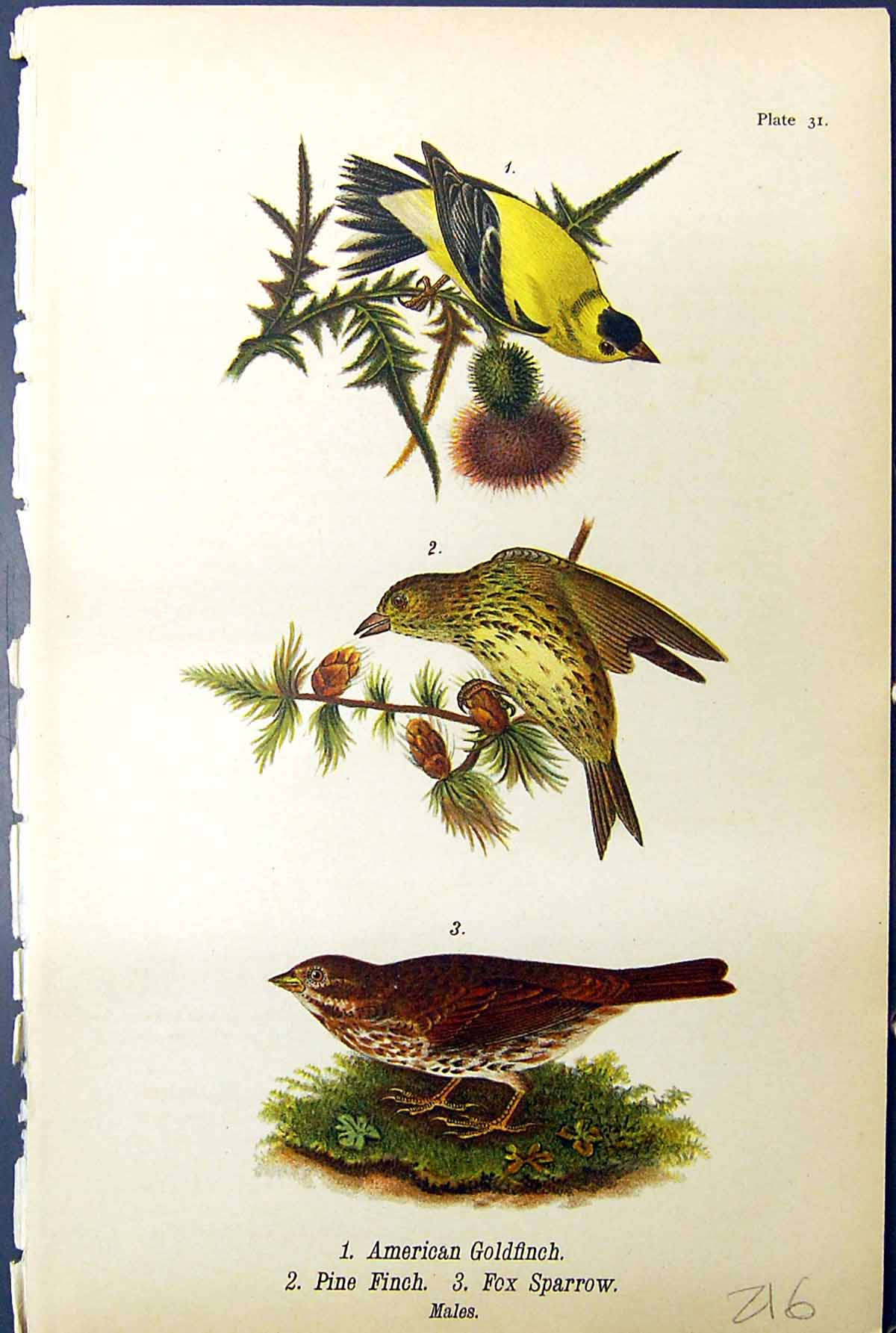 Antique Old Print Birds Warren 1890 American Gfinch Pine Fox Sparrow Males 19th