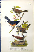 Old White-Throated Sparrow Towhee Water Thrush Birds Warren 1890 Ref. Victorian