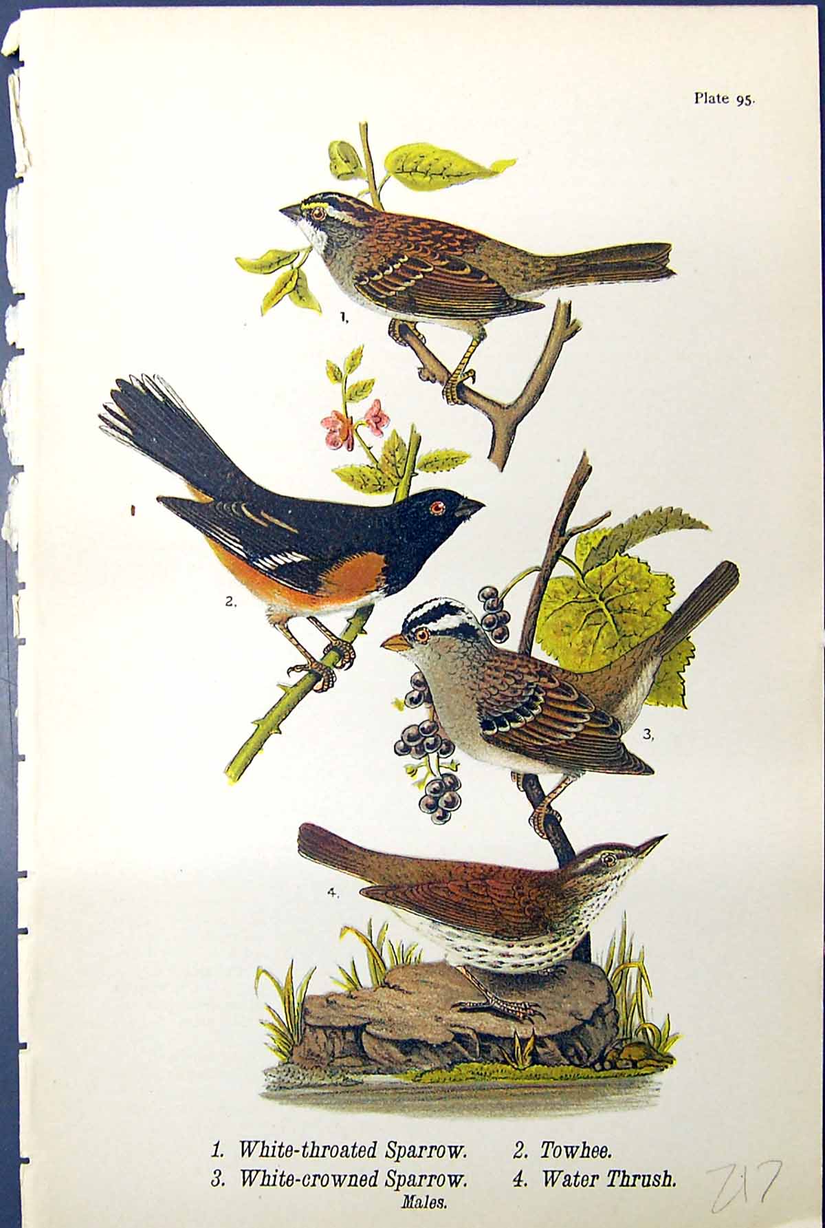 Old White-Throated Sparrow Towhee Water Thrush Birds Warren 1890 Ref. Victorian