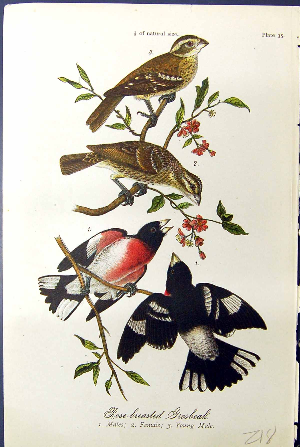 Antique Print Rose-Breasted Grosbeak Males Young Females Birds Warren 1890 19th