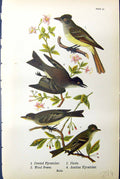 Old Print Birds Warren 1890 Acadian Crested Flycatcher Phoebe Wood Pewee 19th