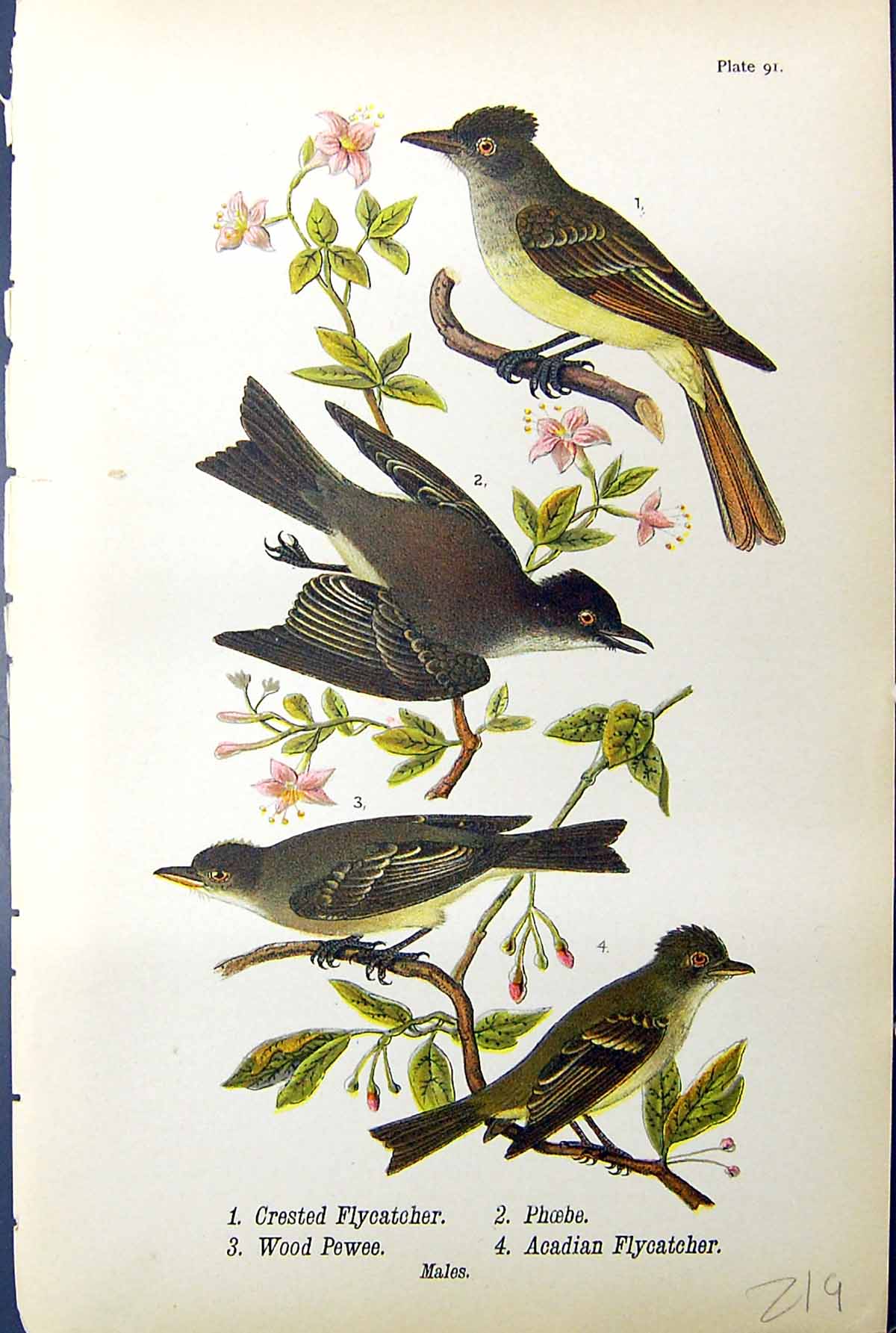 Old Print Birds Warren 1890 Acadian Crested Flycatcher Phoebe Wood Pewee 19th