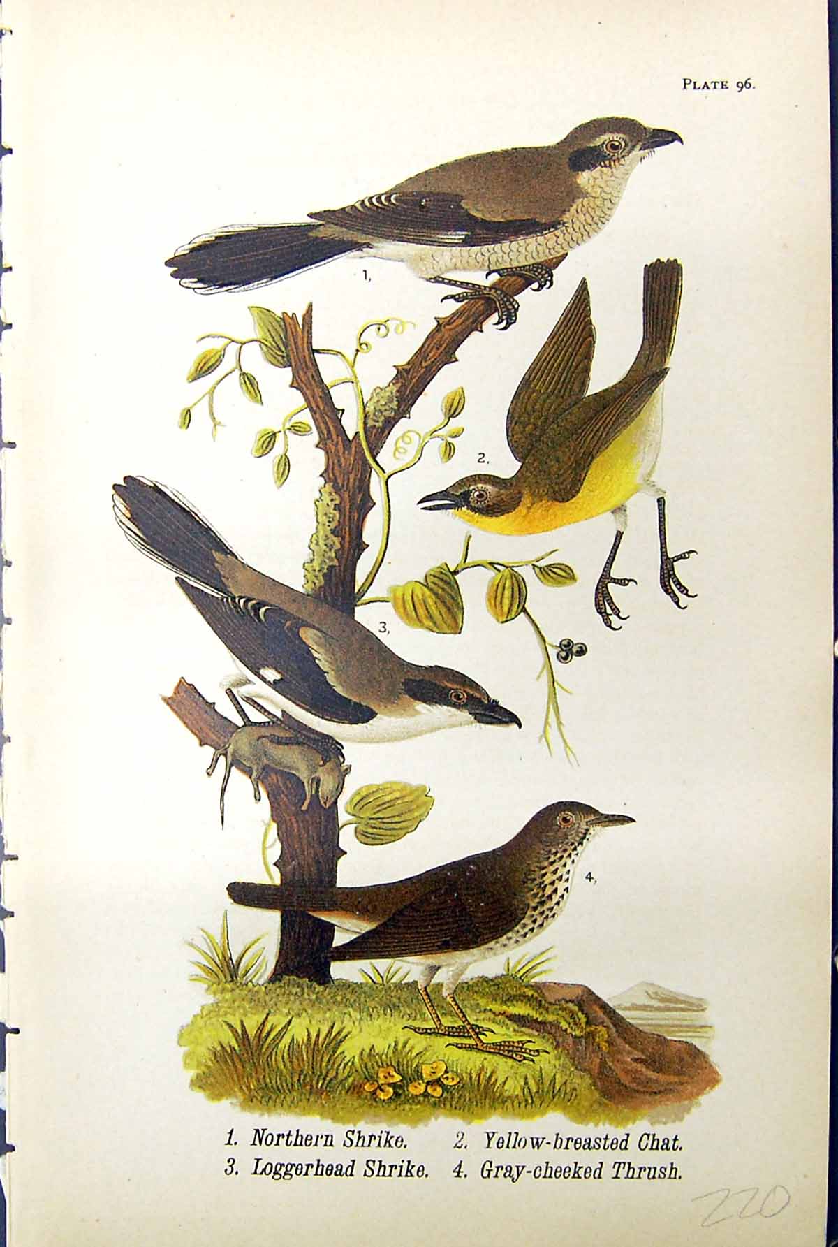 Antique Print Shrike Loggerhead Gray-Cheeked Thrush Chat Birds Warren 1890 19th