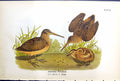Antique Print American Woodcock Adults Young Birds Warren Colour 1890 Ref.2