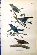 Old Antique Print Indigo Bunting Plumage Female Birds Warren Colour 1890 19th
