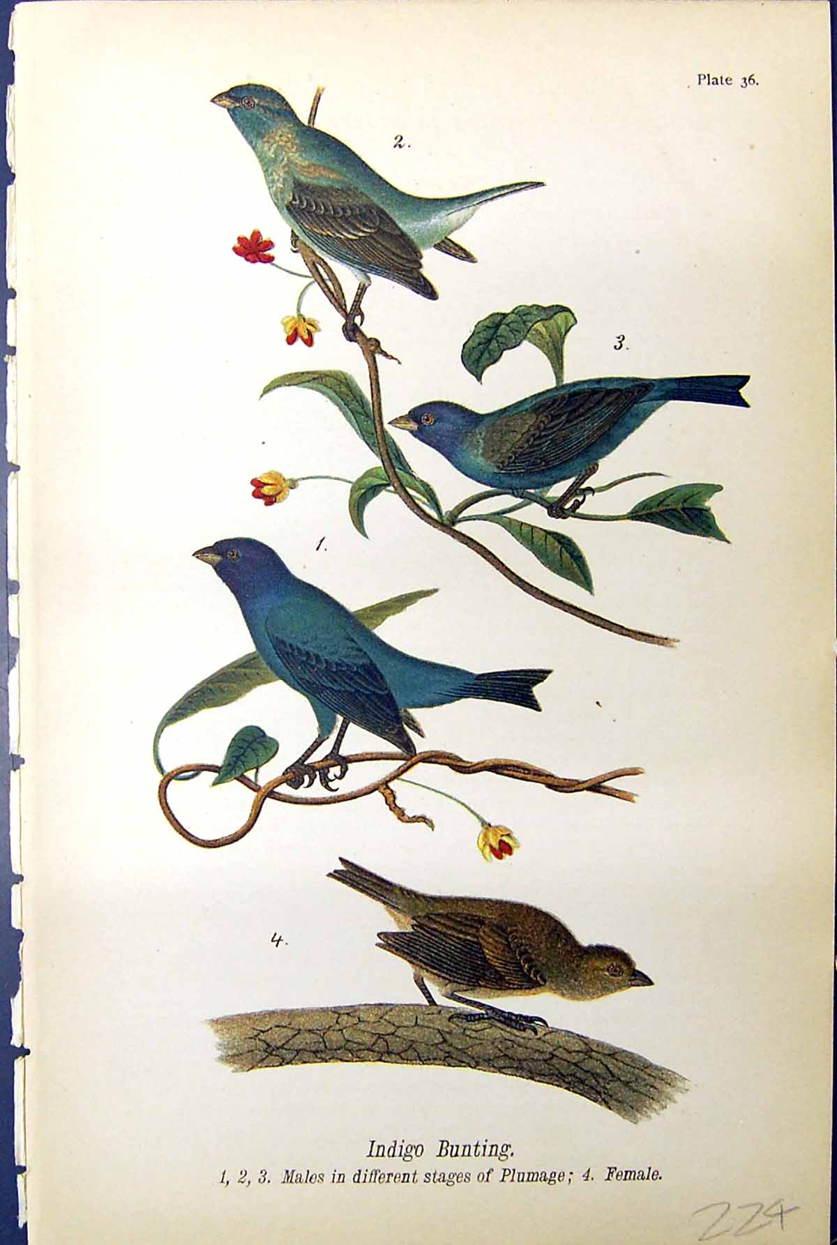 Old Antique Print Indigo Bunting Plumage Female Birds Warren Colour 1890 19th