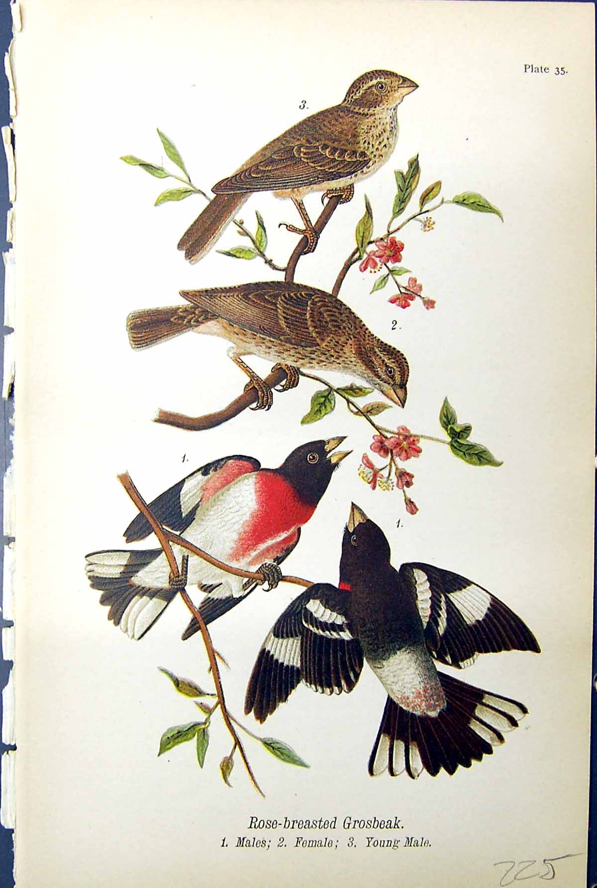 Antique Print Rose-Breasted Grosbeak Males Female Birds Warren Colour 1890 19th