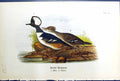 Antique Old Print Hooded Merganser Male Female Birds Warren Colour 1890 Ref.2