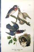 Antique Old Print Wood Duck Summer Male Female Birds Warren Colour 1890 Ref.2