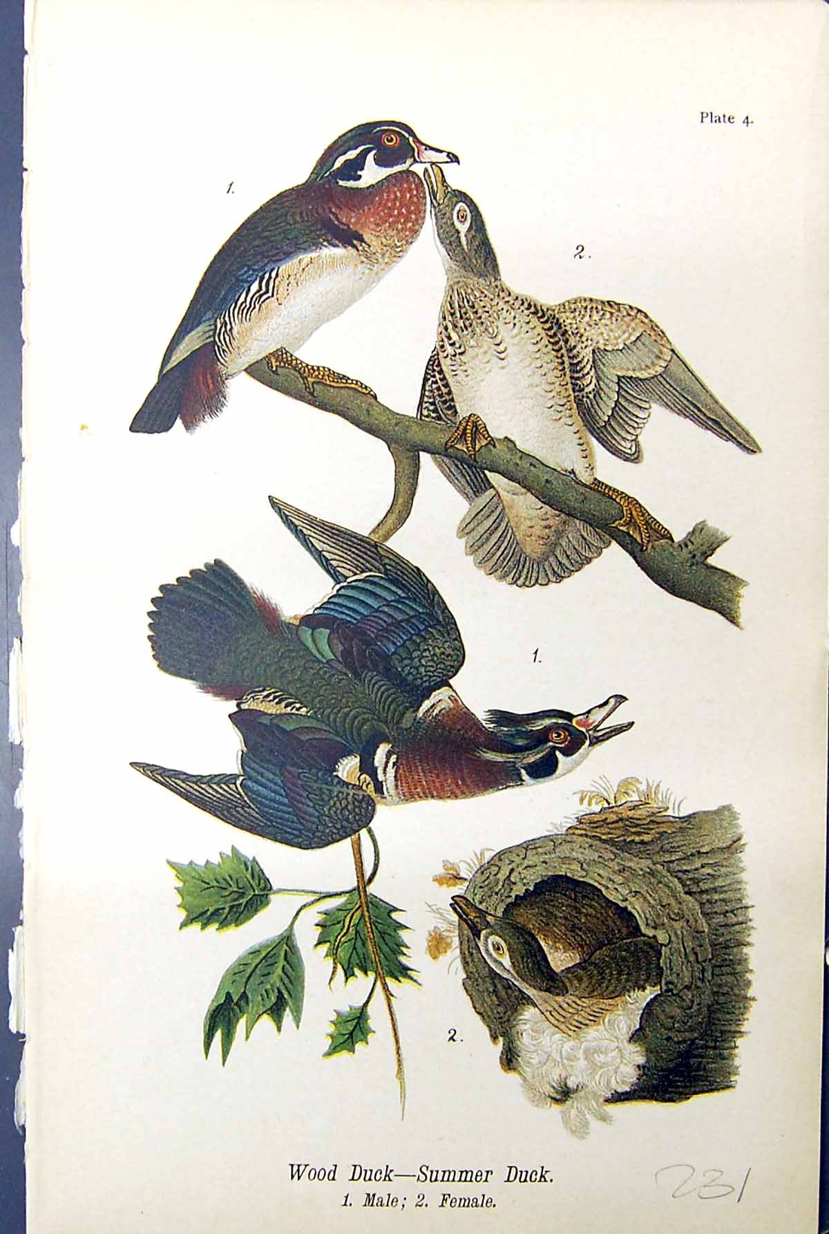 Antique Old Print Wood Duck Summer Male Female Birds Warren Colour 1890 Ref.2