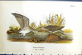 Antique Print Solitary Sandpiper Male Female Birds Warren Colour 1890 Ref.6