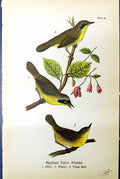 Antique Old Print Maryland Yellow Warbler Adult Male Female Birds Warren 1890