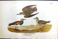 Old Print American Gloden Plover Turnstone Males Birds Warren Colour 1890 19th