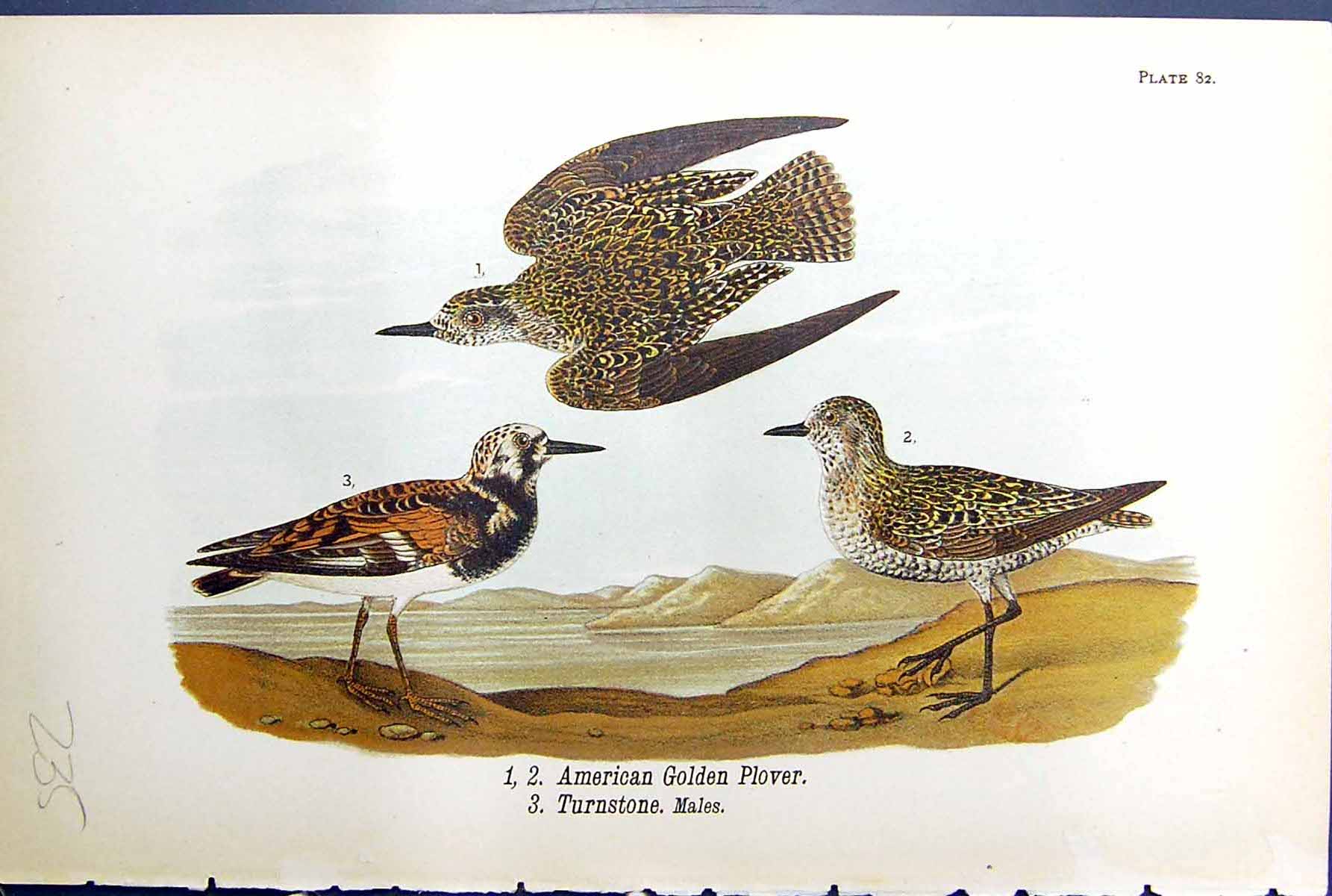 Old Print American Gloden Plover Turnstone Males Birds Warren Colour 1890 19th