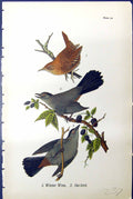 Original Old Antique Print Winter Wren Cat-Bird Birds Warren Colour 1890 Ref.2