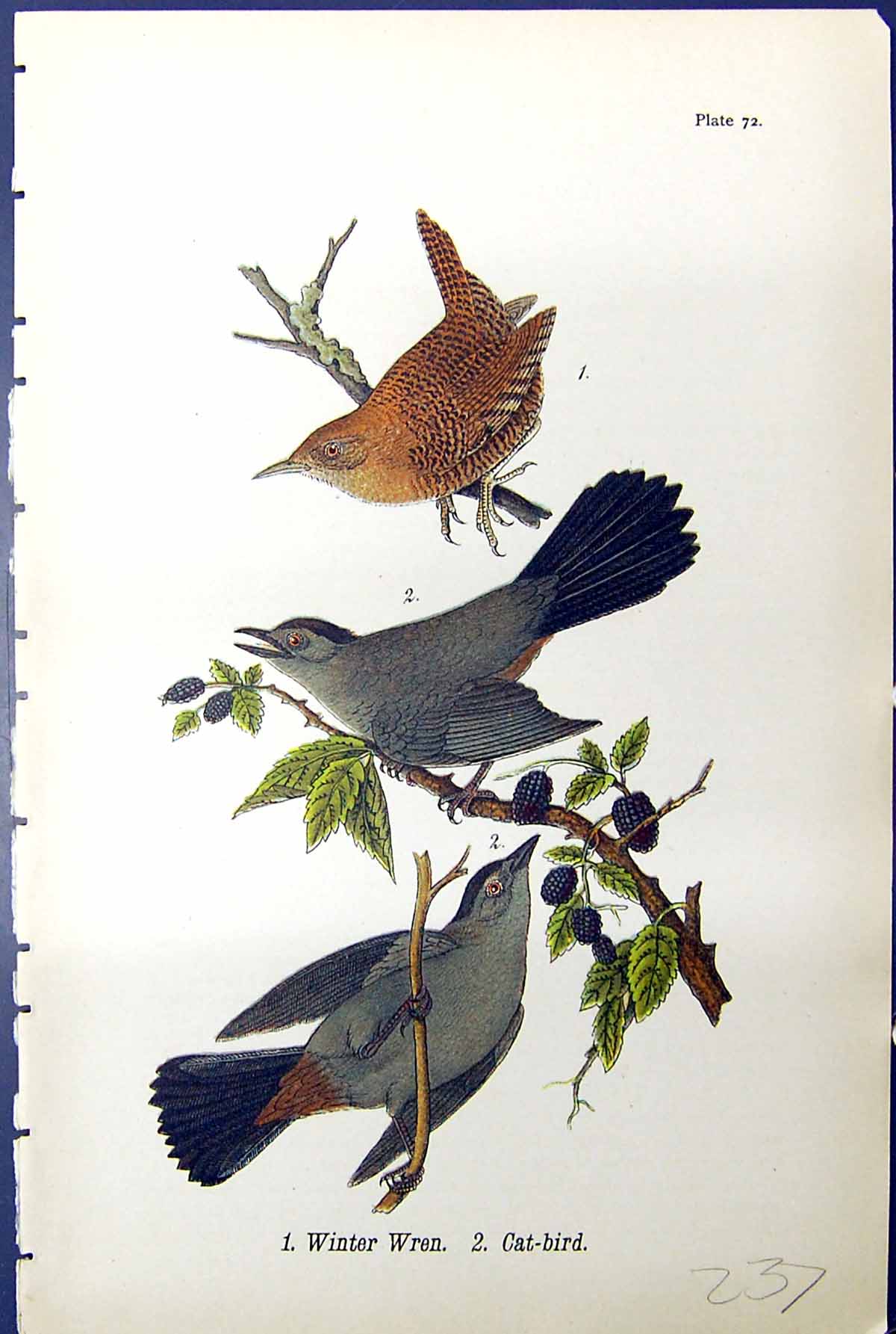 Original Old Antique Print Winter Wren Cat-Bird Birds Warren Colour 1890 Ref.2