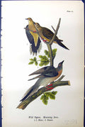 Old Print Wild Pigeon Mourning Dove Males Female Birds Warren Colour 1890 19th