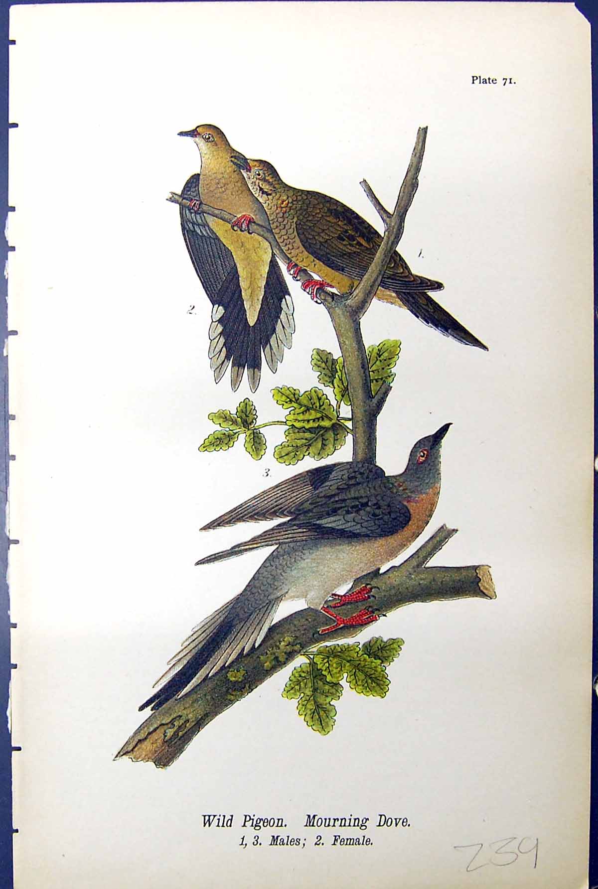 Old Print Wild Pigeon Mourning Dove Males Female Birds Warren Colour 1890 19th