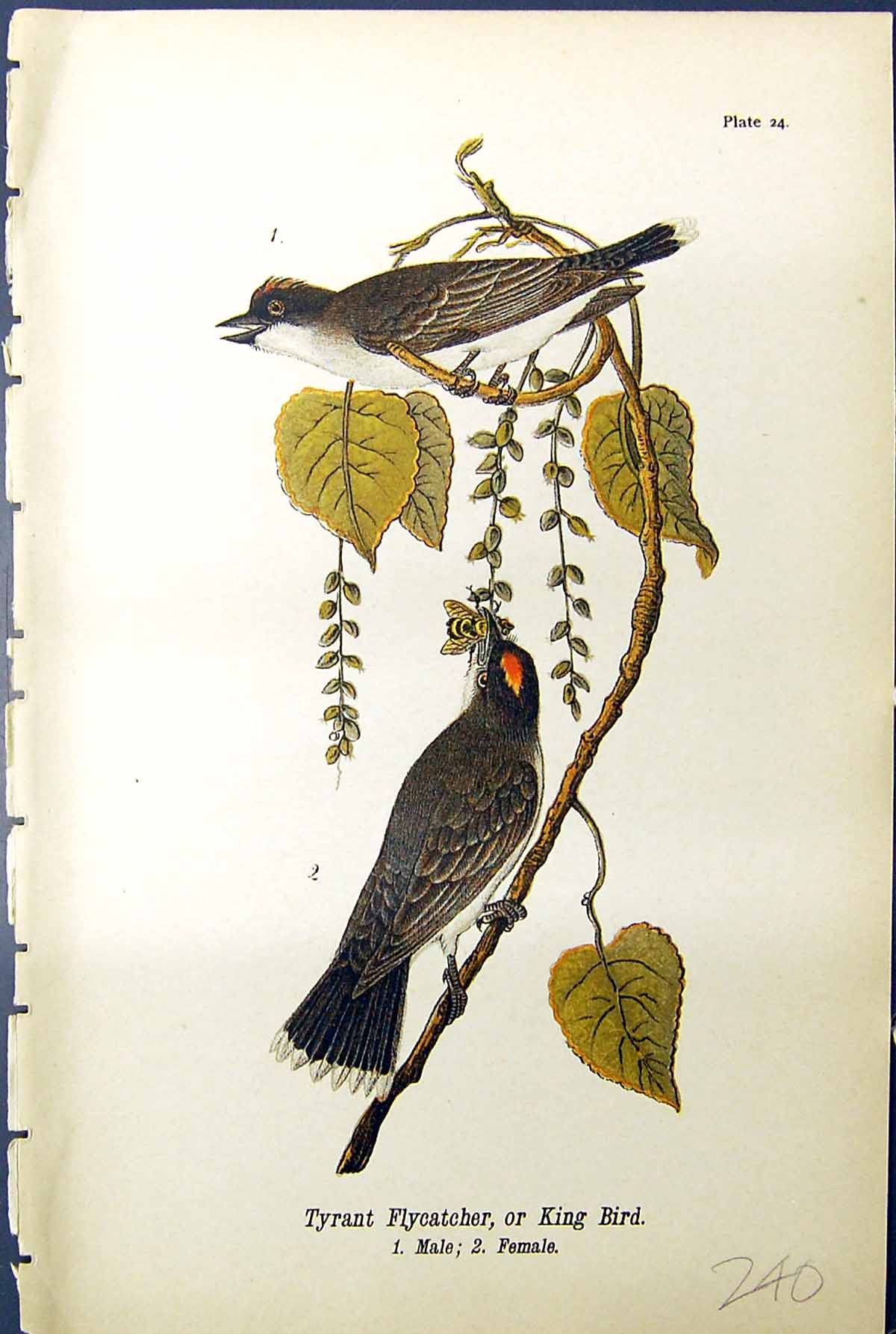 Old Tyrant Flycatcher King Birds Male Female Warren Colour 1890 Ref.2 Victorian