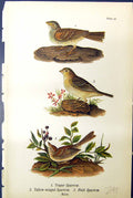 Antique Print Yellow Sparrow Yellow-Winged Field Sparrow Birds Warren 1890 19th