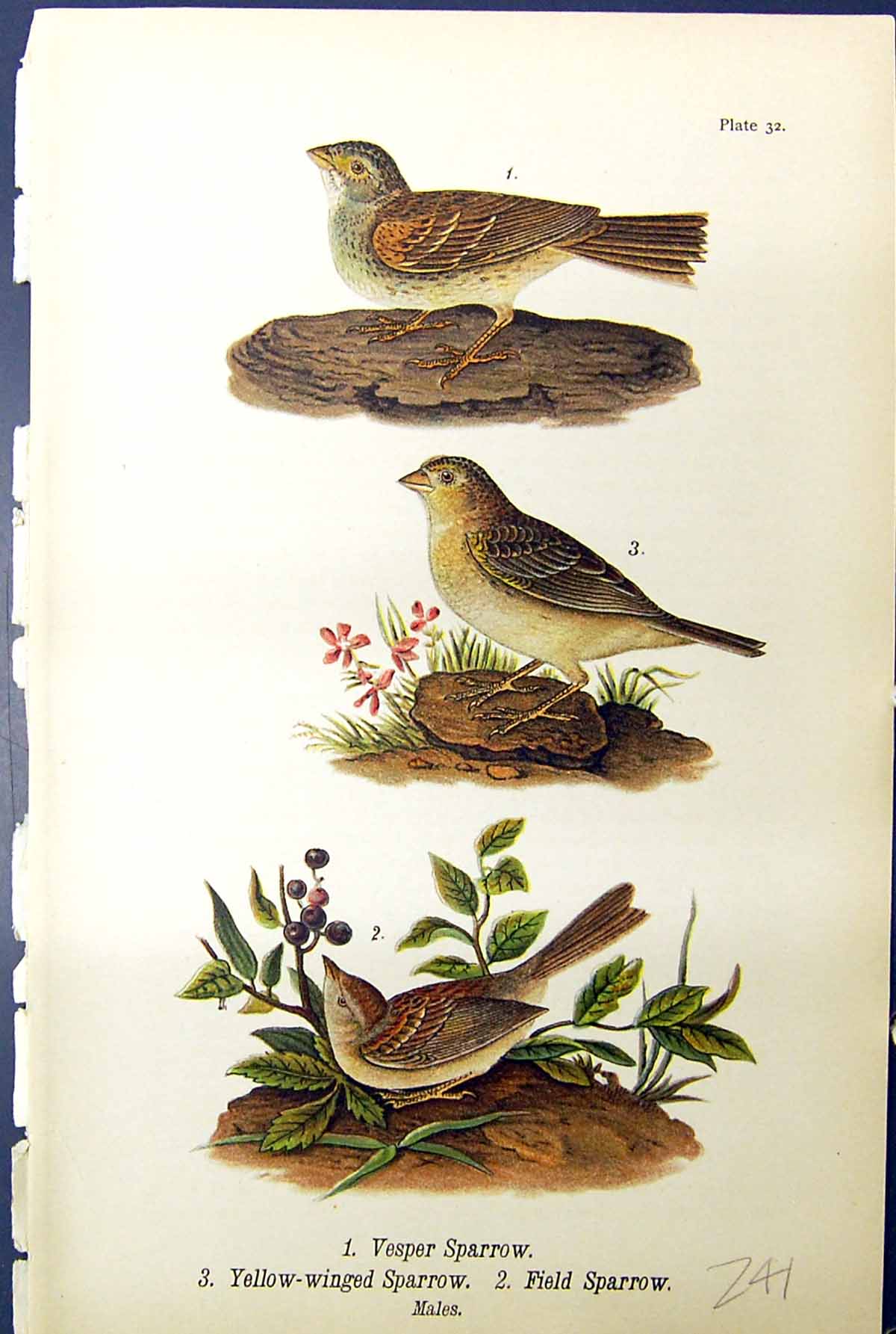 Antique Print Yellow Sparrow Yellow-Winged Field Sparrow Birds Warren 1890 19th