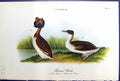 Old Print Birds Warren Colour 1890 Horned Grebe Adult Male Female Winter 19th