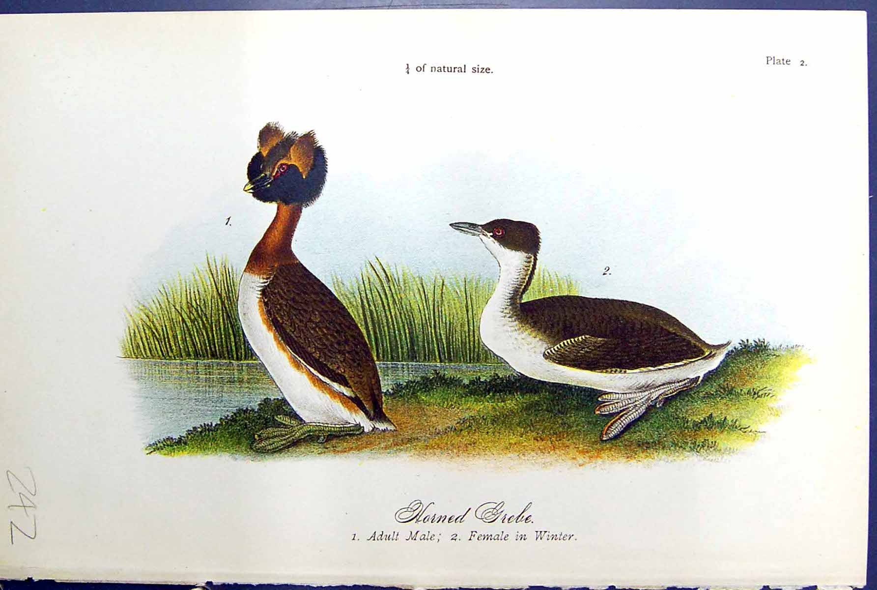 Old Print Birds Warren Colour 1890 Horned Grebe Adult Male Female Winter 19th