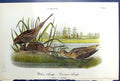 Antique Old Print Wilson Snipe Common Males Female Birds Warren Colour 1890