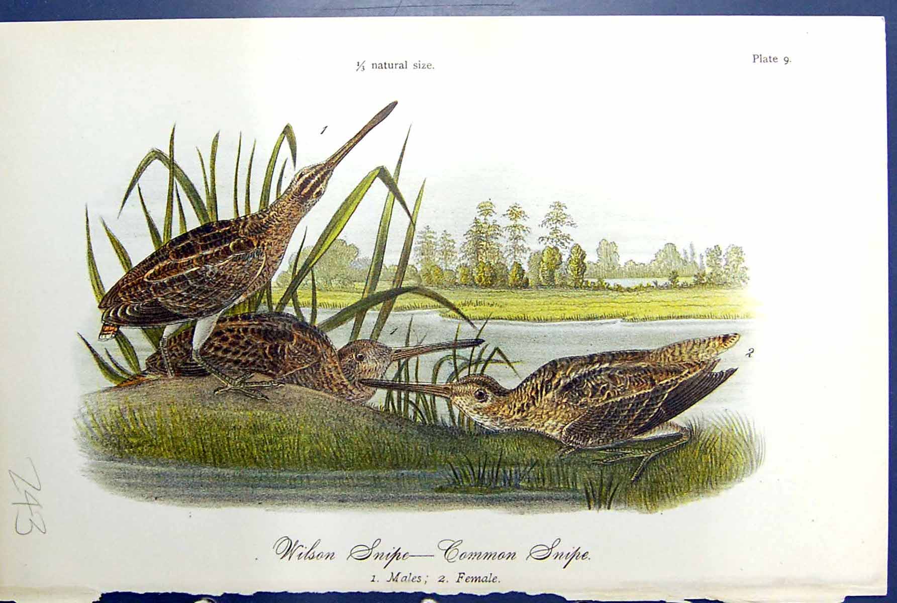 Antique Old Print Wilson Snipe Common Males Female Birds Warren Colour 1890