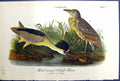 Old Birds Warren Colour 1890 Black-Crowned Night Heron Adult Young Re Victorian