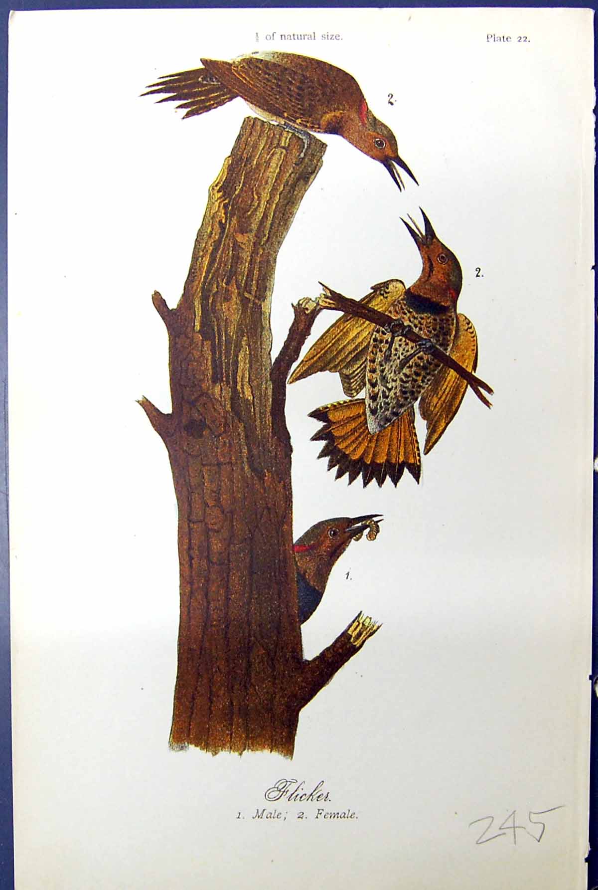 Original Old Antique Print Flickes Male Female Tree Birds Warren Colour 1890