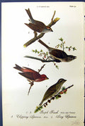 Antique Old Print Purple Finch Chipping Sparrow Song Male Birds Warren 1890